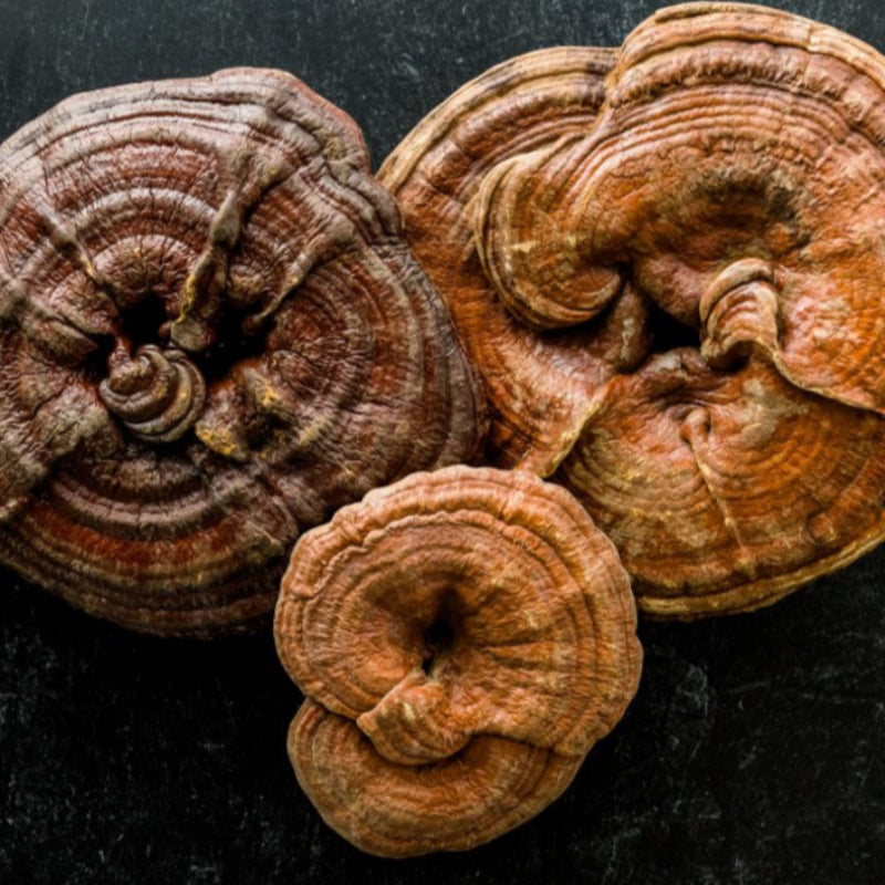 Reishi Mushrooms (Ganoderma lucidum)