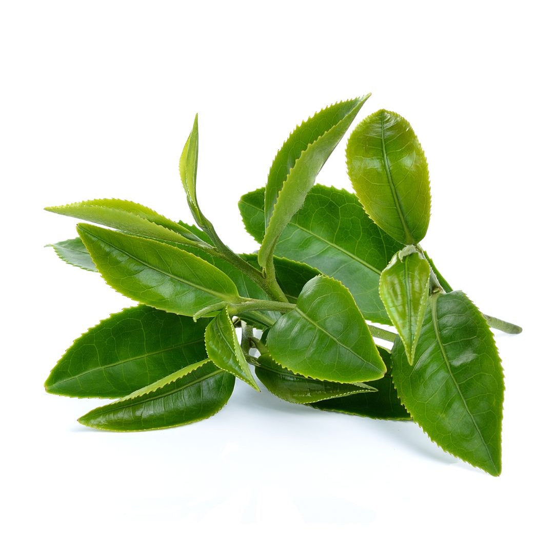 Jamaican Strong Back Root