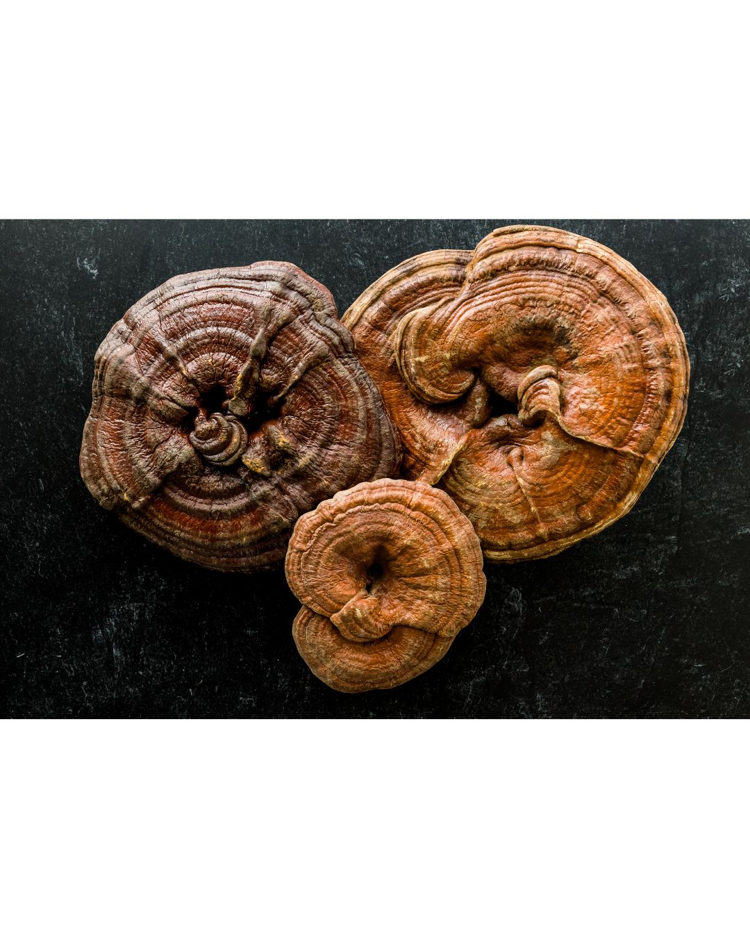 Reishi Mushrooms (Ganoderma lucidum)
