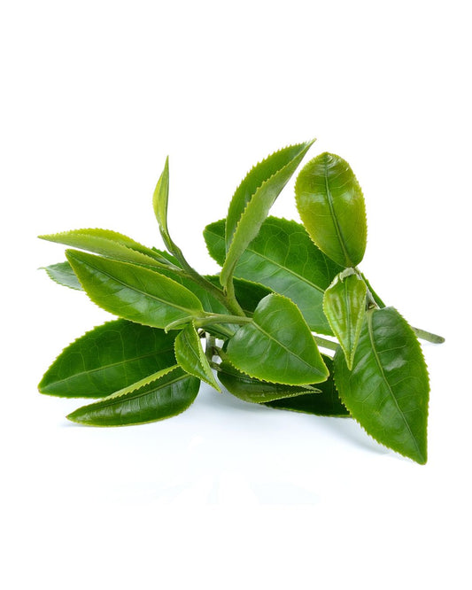 Jamaican Strong Back Root