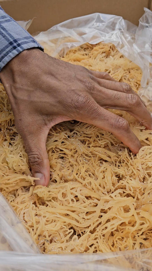 St Lucia Gold Sea Moss (Wildcrafted)